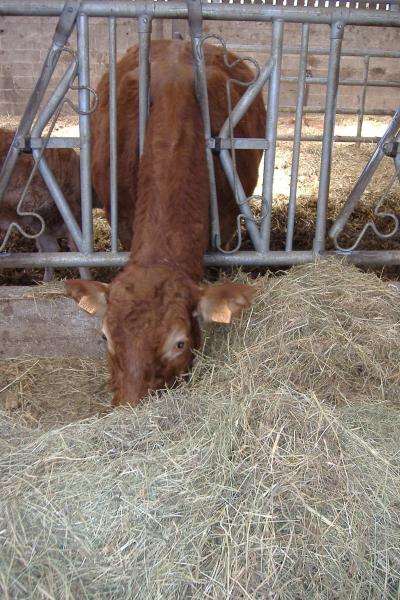 c'est  l'heure de la bouf