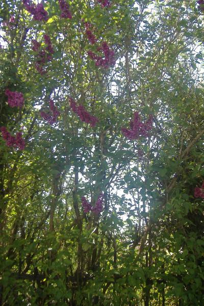 reflet couleur lilas