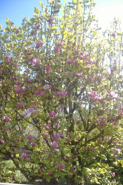 que de belle fleures