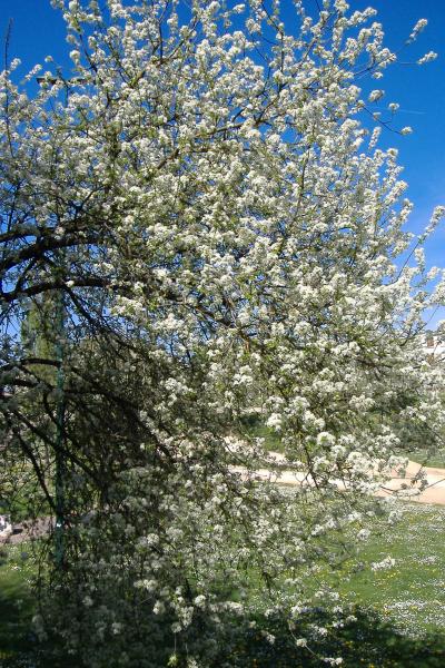 Toute v�tue de blanc