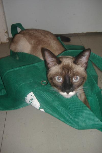 COUCOU c'est moi tigresse