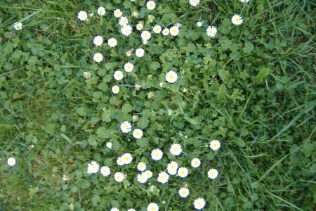 Regardez  mon parterre