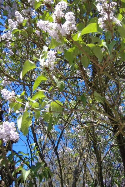 voici un lilas mauves