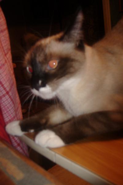 Tigresse entrein de jouer sur la chaise avec philippe