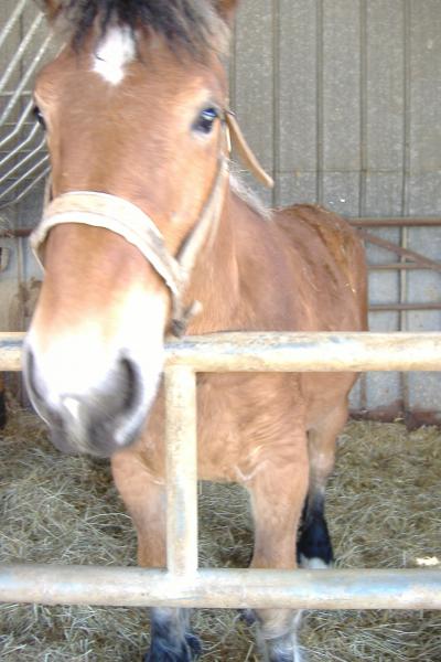 par- dessus la barri�re