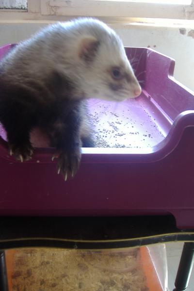 ho! je voudrais bien ressortir