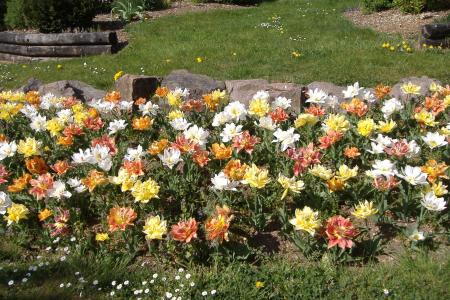 un parterre floral