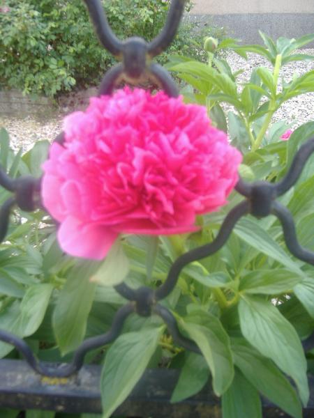 une pivoine prise dans une coure