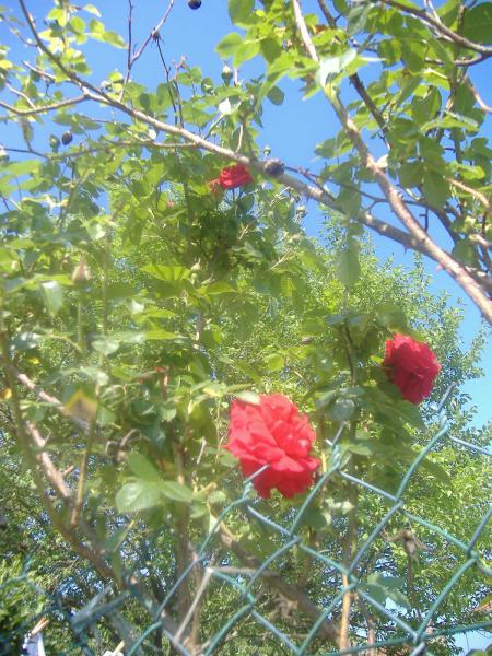 vous avez vues des roses jeaunes voici des rouges