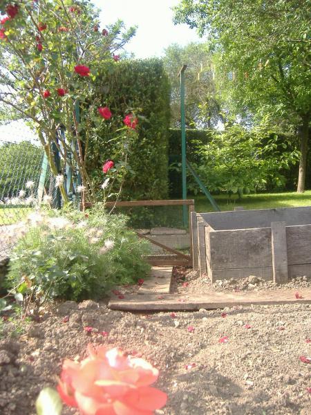 des roses et d'autres fleures