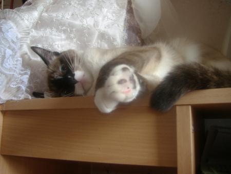 tigresse  cherchant � jouer 