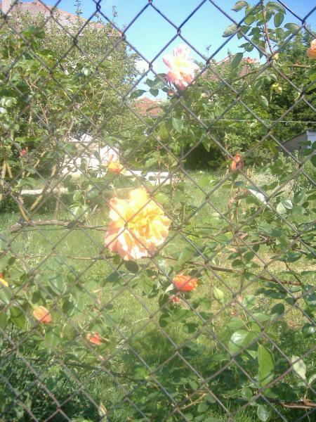 Apr�s le lilas voici quelques roses