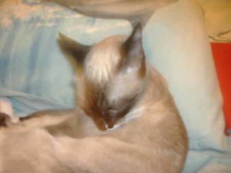 Quand tigresse fait sa toilette