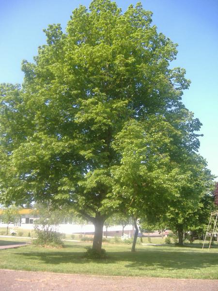 pris dans l'autre sense