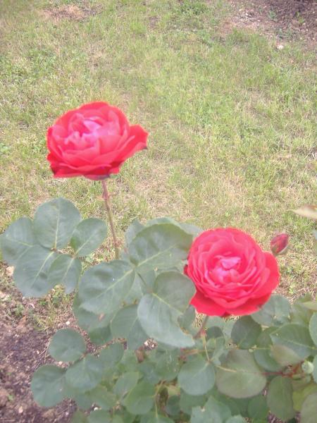 maintenant des roses