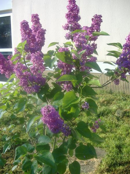 toujours le lilas du lyc� 