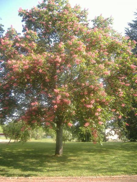 un  majestieux pommier qui se trouve au lyc�