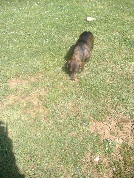 la balade de coucounne