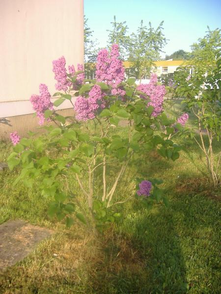 le lila de mon lyc� le lieu de mon travail