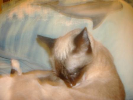 Toujours sa toilette