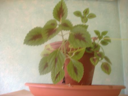 une de mes plantes 