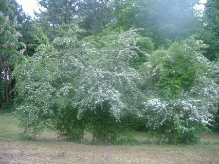 derri�re mon bloque il y a un petit bois 