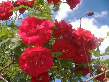 deux belles roses rouges