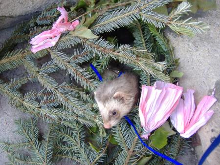 mon petit furet Gribouille  