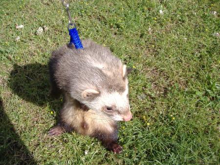 pour la photo je l' ai un peu lev�e 