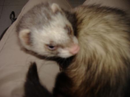 fatiguer on se repose sur les genoux de sa ma�trese 