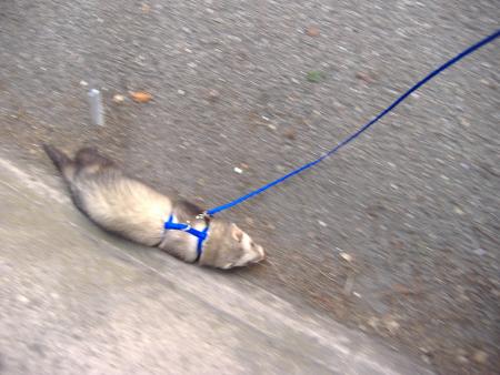 toujours sa petite sorti 