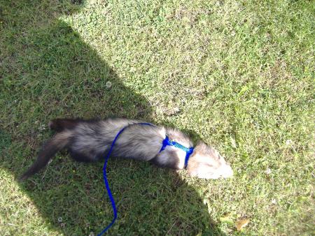 le voici auretour dans l'herbe 