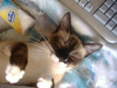 m�me tigresse qui dor p�siblement 