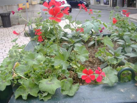 Quelques gros pots de fleurs